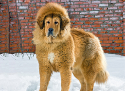 Tibetan Mastiff 