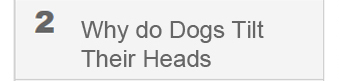 Why do dogs tilt their heads